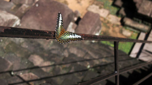 Close-up of butterfly on leaf