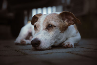 Close-up of dog resting on floor