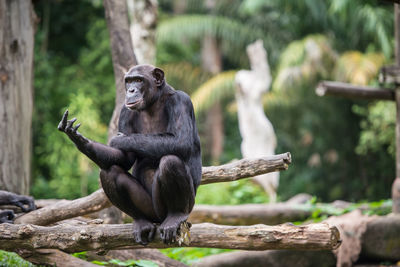Chimpanzee making obscene gesture against trees
