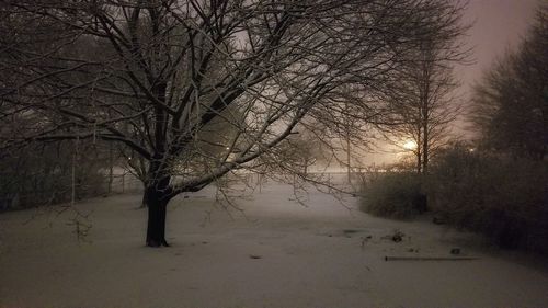 Bare trees on snow covered landscape