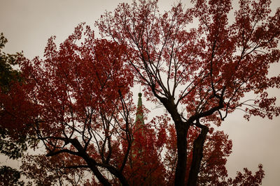 Low angle view of flowering tree against sky