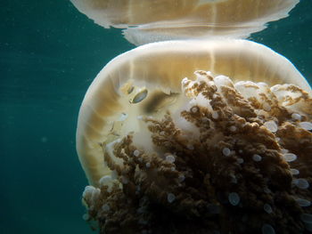 Close-up of jellyfish in sea