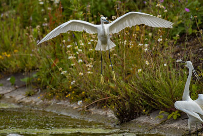 Seagull flying over a lake