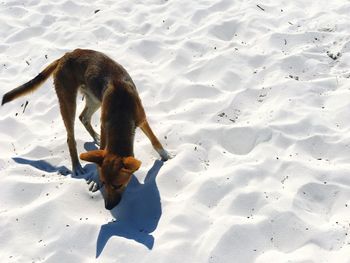 High angle view of dog on beach