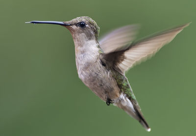 Hummingbird hovers over a feeder