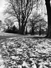 Bare trees on road