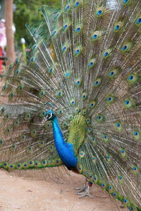 Peacock feathers against blue sky