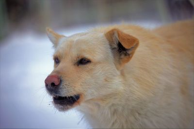 Close-up of dog looking away