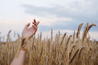 Woman hand with wheat stuck with plaster on arm. national food code of ukrainians. people soak