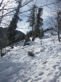 Bare trees on snow covered landscape