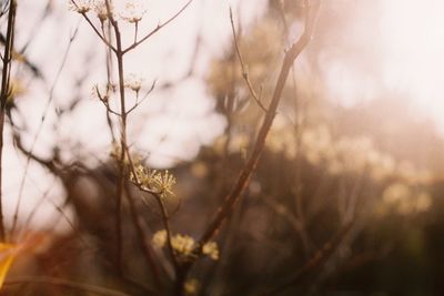 Close-up of bare tree
