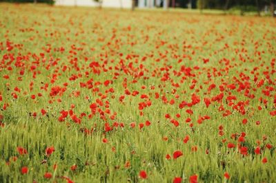 Close-up of red poppies blooming in field