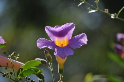 Close-up of purple flower