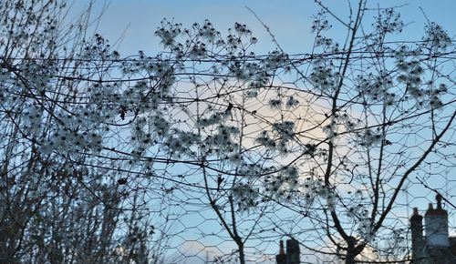 Low angle view of bare trees against blue sky