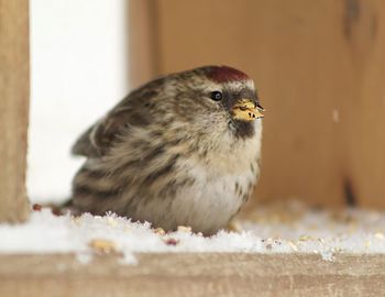 Close-up of bird perching on snow covered railing