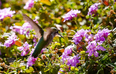 Close-up of butterfly pollinating on purple flowering plants