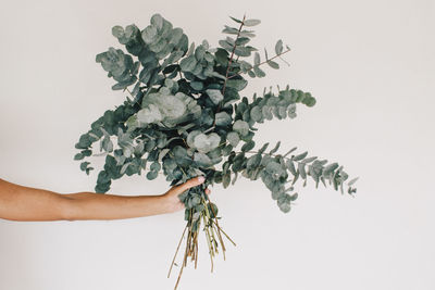Hand holding plant against white background