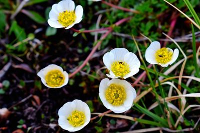 Close-up of yellow flowering plant