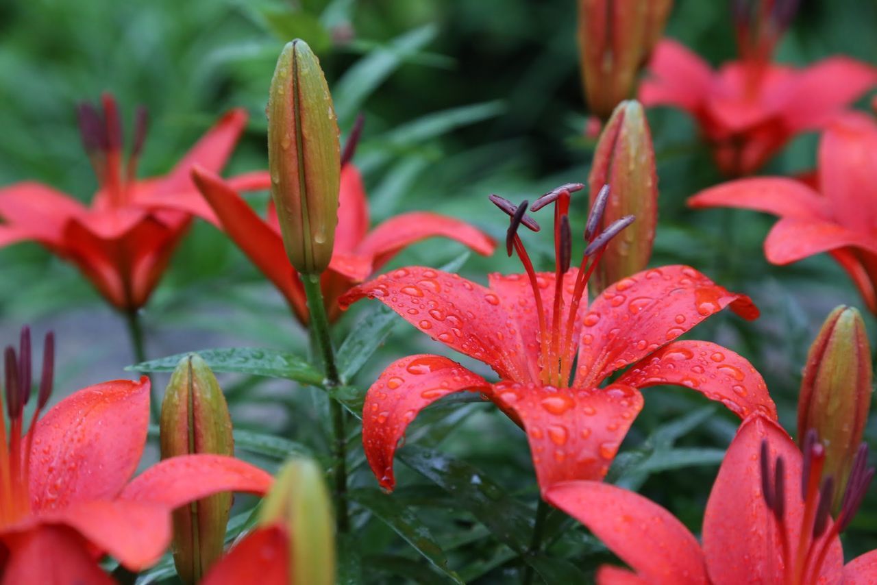 red, flower, freshness, growth, petal, fragility, beauty in nature, plant, close-up, nature, focus on foreground, flower head, blooming, leaf, drop, selective focus, park - man made space, in bloom, water, wet