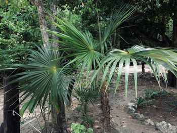 Palm trees on field in forest