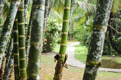 Close-up of bamboo trees in forest