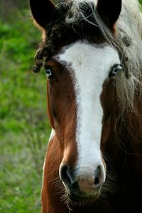 Close-up portrait of cow