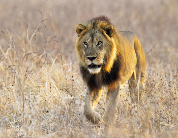 Lioness standing on field