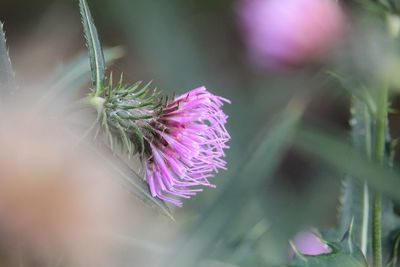 Close-up of pink thistle flower