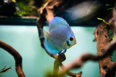 Close-up of fish swimming in sea