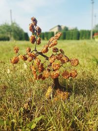 Close-up of fresh plant on field against sky