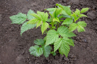 High angle view of green leaves