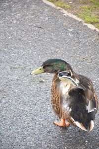 High angle view of mallard duck