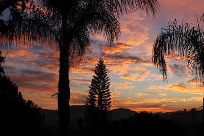 Low angle view of silhouette trees against sky during sunset