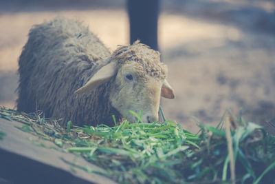 Close-up of an animal on field