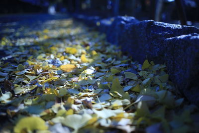 Close-up of leaves falling on pebbles