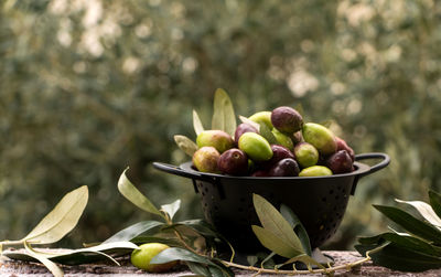 Close-up of fruits in container