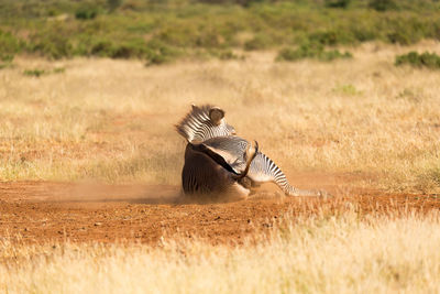 View of a bird on land