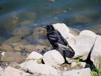 High angle view of bird perching on rock