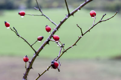 Close-up of red berries growing on tree