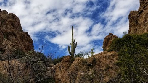 Low angle view of cactus plants and rocks against sky