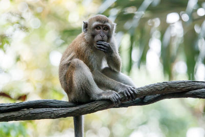 Monkey sitting on tree