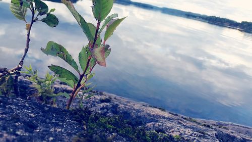 Close-up of plant on land against sea