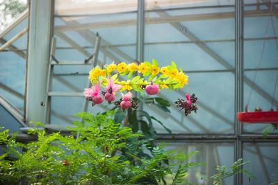 Close-up of pink flowering plants