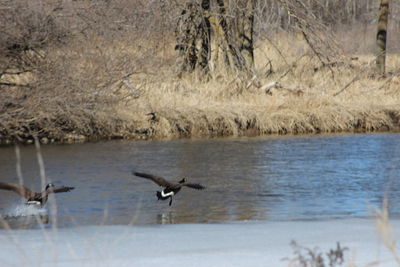 Birds flying over lake