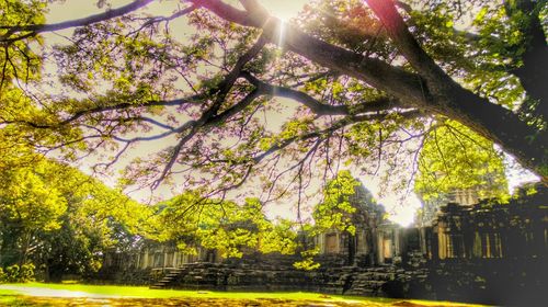 Low angle view of trees against sky