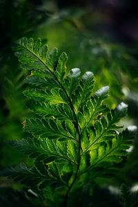 Close-up of fresh green leaves