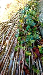 Low angle view of plants