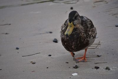 Duck on the beach