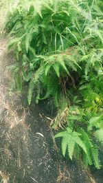 High angle view of fern amidst trees on field