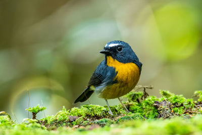 Close-up of bird perching on plant